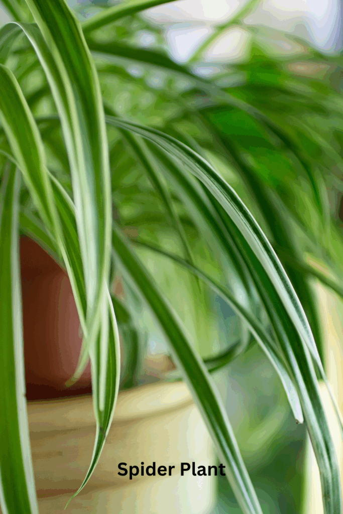 Spider plant
