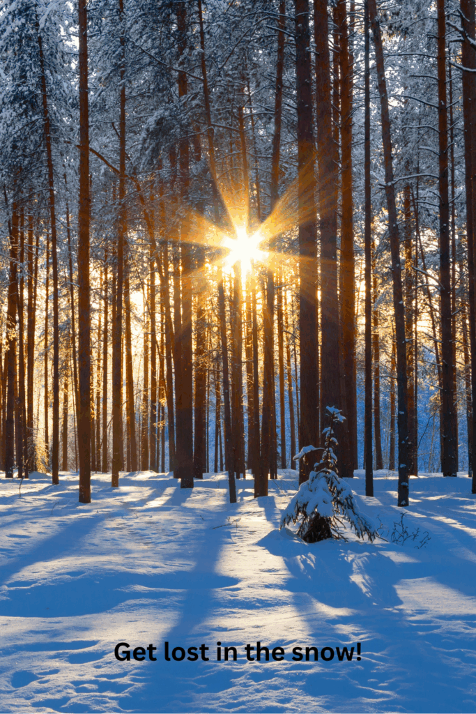 Forest with snow and sunlight